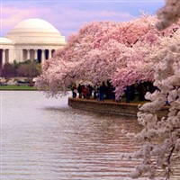 Washington DC Cherry Blossoms 2023